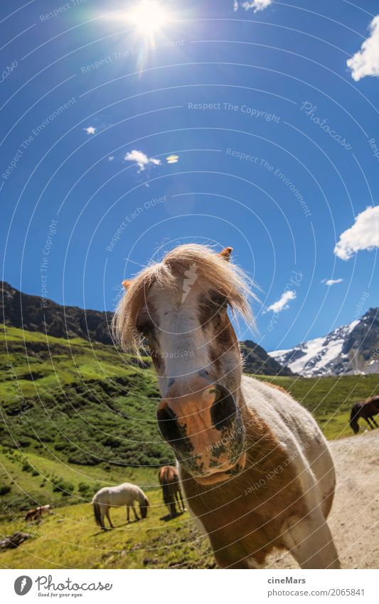 Pferdeportrait in Alpenlandschaft Sommer Berge u. Gebirge wandern Pflanze Himmel Schönes Wetter Tier Wildtier Tiergruppe beobachten entdecken Blick ästhetisch