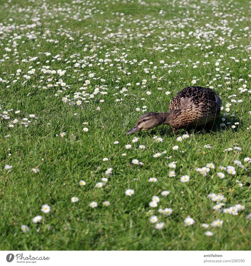 Wo ist das kühle Nass? Natur Pflanze Tier Gras Gänseblümchen Garten Wiese Vogel Flügel Ente Entenvögel 1 braun grün weiß Blumenwiese Schnabel Feder Rasen Sommer