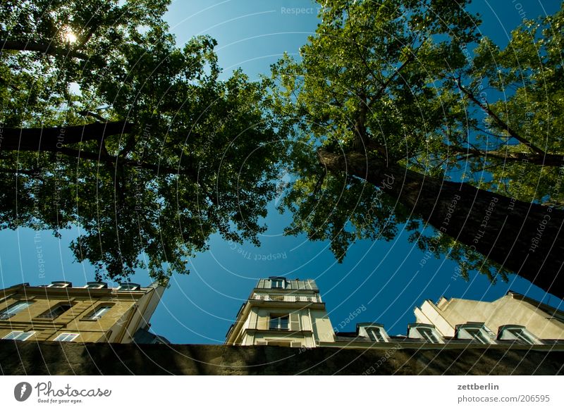 Seineufer Paris Frankreich Mole Haus Fassade Vorderseite Fensterfront Himmel Schönes Wetter Wolkenloser Himmel Baum Froschperspektive Baumstamm Perspektive