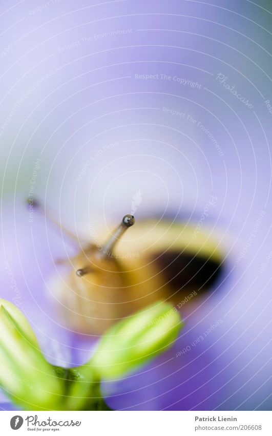 AugenBlick [2] Umwelt Natur Tier Pflanze Wildtier Schnecke 1 beobachten ruhig abstrakt bänderschnecke Farbfoto Makroaufnahme Menschenleer Textfreiraum oben