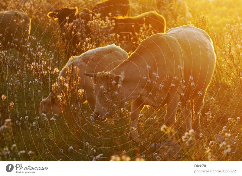 Familienfoto Viehhaltung Viehweide Rinderhaltung Sonnenaufgang Sonnenuntergang Sonnenlicht Schönes Wetter Wärme Blume Gras Wiese Weide Blumenwiese Syrakus