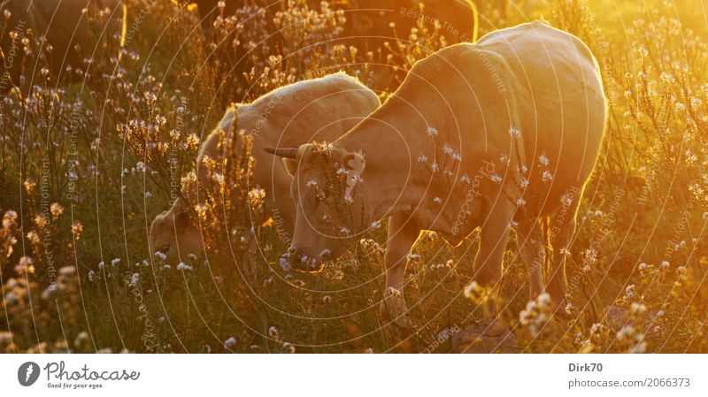 Sizilianische Kühe im Abendlicht Landwirtschaft Forstwirtschaft Viehzucht Viehweide Viehhaltung Natur Sonnenaufgang Sonnenuntergang Sonnenlicht Frühling