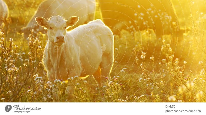 Sizilianisches Kalb Landwirtschaft Forstwirtschaft Viehzucht Viehhaltung Bauernhof Umwelt Natur Sonne Sonnenaufgang Sonnenuntergang Sonnenlicht Frühling