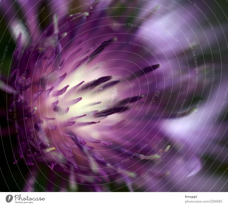 LilaLauneDistel Duft Sommer Umwelt Natur Pflanze Sonnenlicht Frühling Blume Blüte Blühend weich violett weiß Blütenstempel schön Farbfoto mehrfarbig