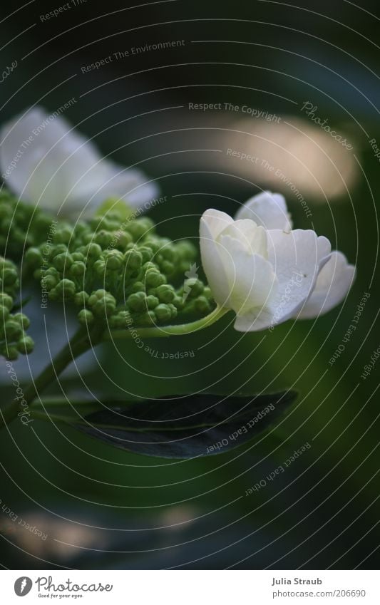 ein traum Natur Pflanze Sommer Blume Sträucher Blatt Blüte Grünpflanze Hortensienblätter Hortensienblüte weich grün weiß Blühend Farbfoto Außenaufnahme