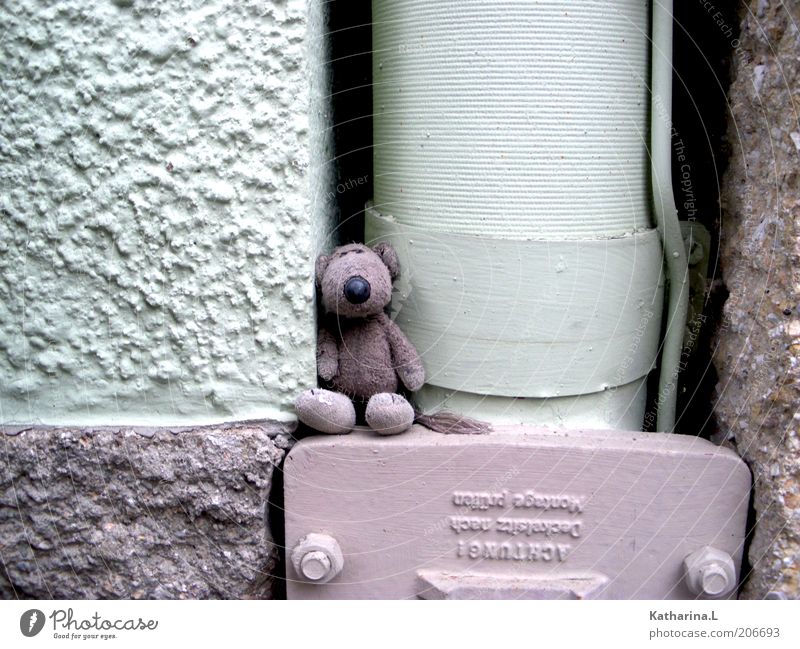 stofftier Mauer Wand Fassade Spielzeug Teddybär Stofftiere Dekoration & Verzierung Sammlerstück niedlich retro violett Farbfoto Gedeckte Farben Außenaufnahme