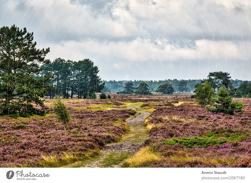 Landschaft - Hiddensee Lifestyle Stil Leben harmonisch Ferien & Urlaub & Reisen Ausflug Ferne Sommer Sommerurlaub Umwelt Natur Erde Luft Himmel Wolken Horizont