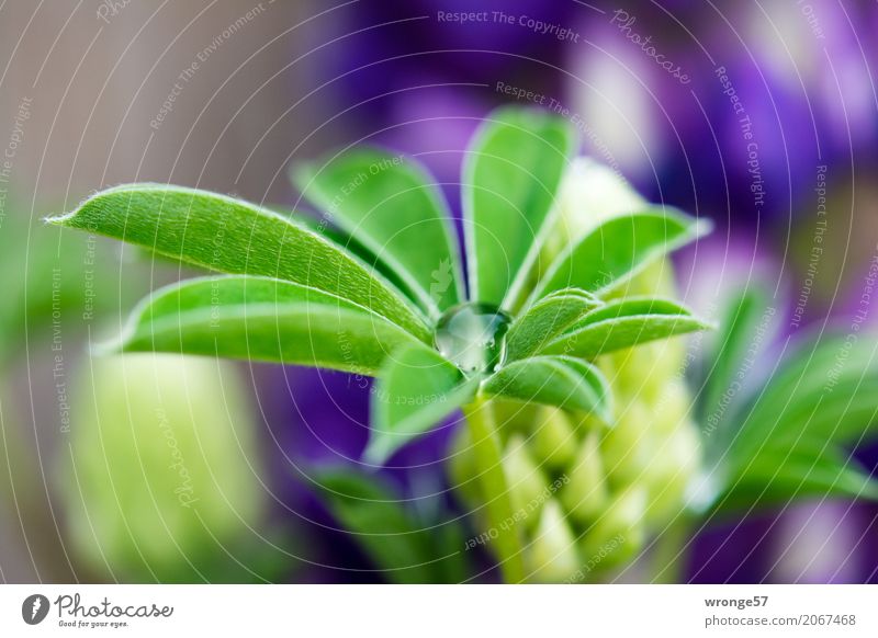 Tropfenfänger Pflanze Sommer Blume Blatt Lupine Lupinenblatt ästhetisch natürlich blau braun mehrfarbig grün violett Wassertropfen Nahaufnahme Blüte