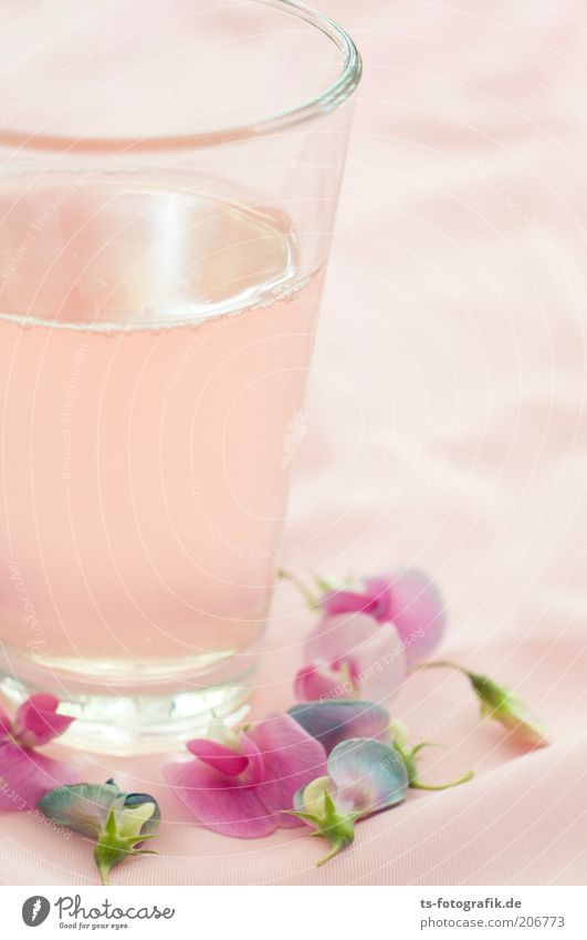 Rhabarbersaft auf Hawai Getränk trinken Erfrischungsgetränk Limonade Saft kalt Durst Durstlöscher Glas Sommer Blume Blüte exotisch Gartenwicke Flüssigkeit