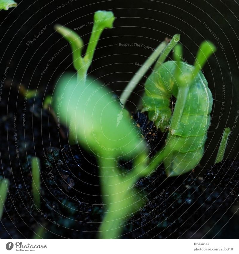 Getarnt! Kräuter & Gewürze Raupe 1 Tier Fressen dick Ekel klein grün schwarz Farbfoto Außenaufnahme Makroaufnahme Tag Kontrast