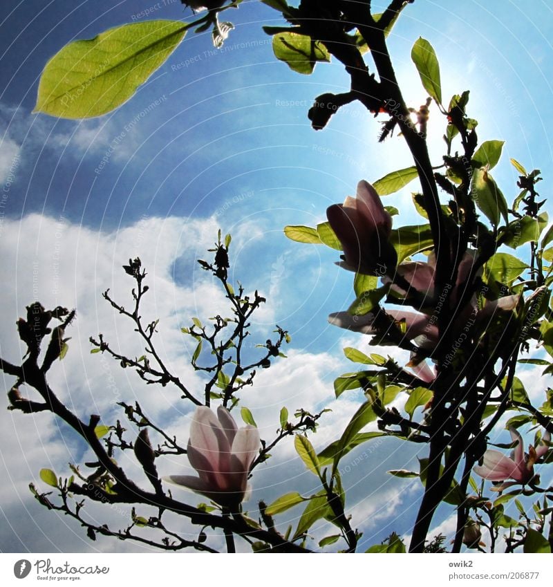 Magnoilae Umwelt Natur Pflanze Himmel Wolken Sonne Sonnenlicht Frühling Klima Wetter Schönes Wetter Baum Blatt Blüte Grünpflanze Wildpflanze Magnolienbaum atmen