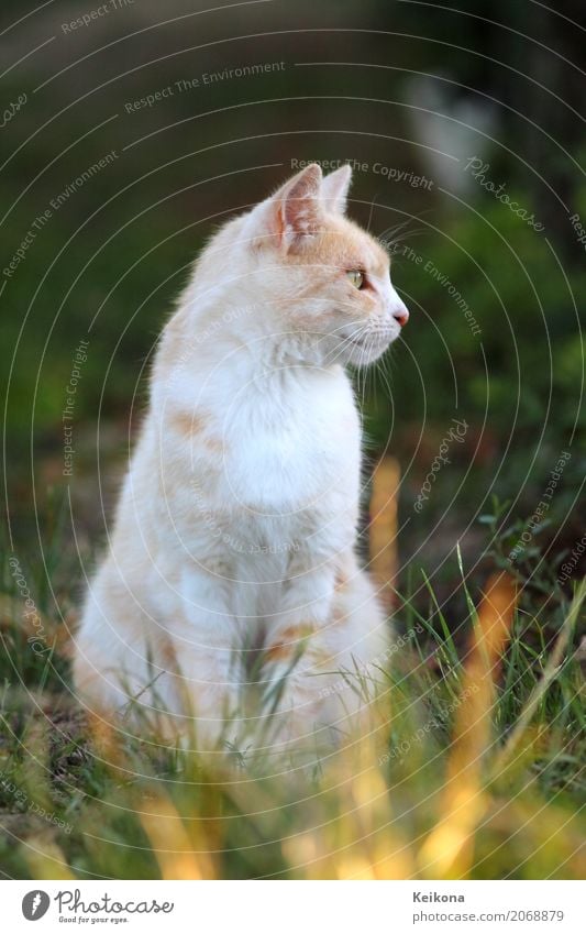 White peach coloured cat in grass. Natur Landschaft Sonnenaufgang Sonnenuntergang Sonnenlicht Sommer Schönes Wetter Wärme Gras Wiese Feld Tier Haustier Katze