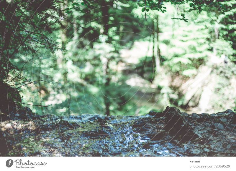 Abgrund Umwelt Natur Wasser Sonnenlicht Sommer Schönes Wetter Wald Felsen authentisch frisch grün fließen Wasserfall Am Rand Schlucht Farbfoto Gedeckte Farben