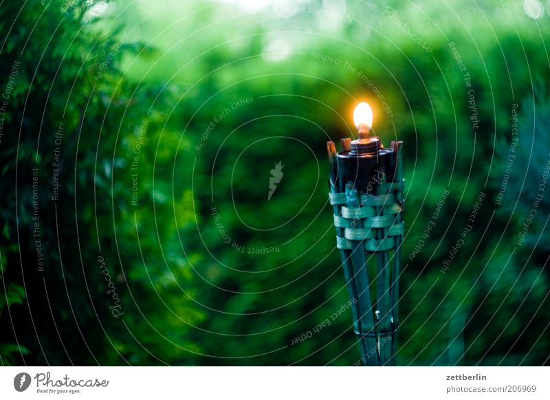 Abends im Garten Hecke dunkel Kerze Fackel Flamme Licht grün ruhig Windstille Lampe Lampenöl Gartenfest Natur Öllampe Windlicht brennen leuchten