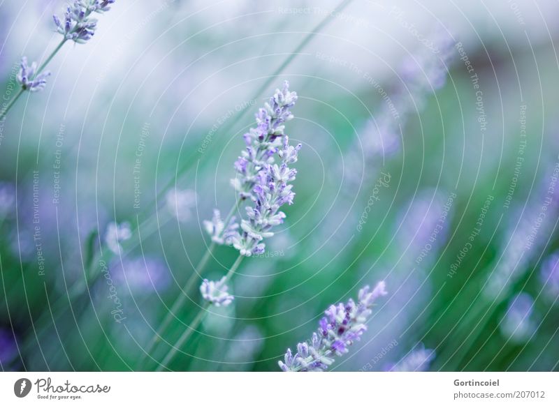 Parfum Umwelt Natur Frühling Sommer Pflanze Blume Blüte Nutzpflanze Duft violett Geruch Lavendel Farbfoto Außenaufnahme Detailaufnahme Schwache Tiefenschärfe