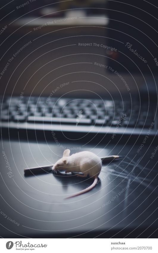 maus und stift Maus Tier Haustier Säugetier Neugier Büro tierisch lustig Tastatur Schreibtisch Arbeitsplatz Computer niedlich winzig Ohr Schwanz Angst Vorsicht