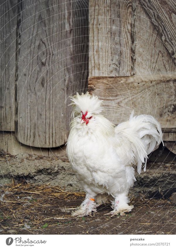 festtagskleid Hütte Tier Haustier Nutztier Vogel außergewöhnlich schön einzigartig Feiertag Bekleidung Federvieh Bauernhof Stall Hühnerstall Haushuhn Hahn weiß