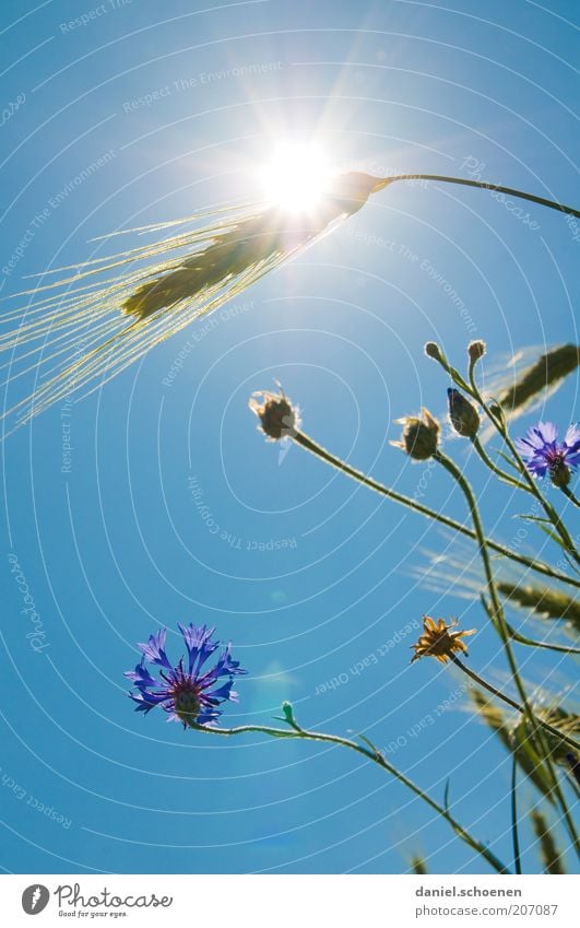 heiß Pflanze Wolkenloser Himmel Klima Klimawandel Wetter Schönes Wetter Wärme Blume Gras Nutzpflanze blau Weizen Kornblume Licht Sonnenlicht Sonnenstrahlen