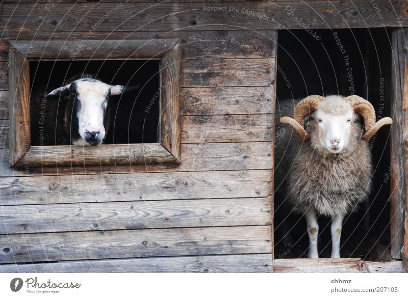 Sauwetter Zoo Scheune unterstand Fenster Tür Tier Nutztier Streichelzoo Schaf Ziegen 2 Holz beobachten Blick warten Neugier Hütte Holzbrett Farbfoto