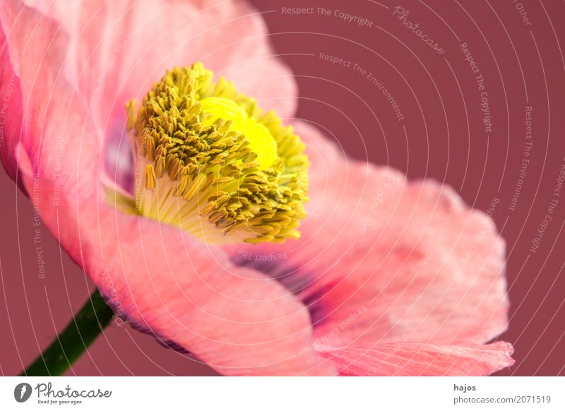 Schlafmohn,Blüte Rauschmittel Medikament Pflanze rosa Sucht Mohn Opium Alkaloid Betäubungsmittel Narkotikum Pharmzie Gift Asien Nahaufnahme Makroaufnahme
