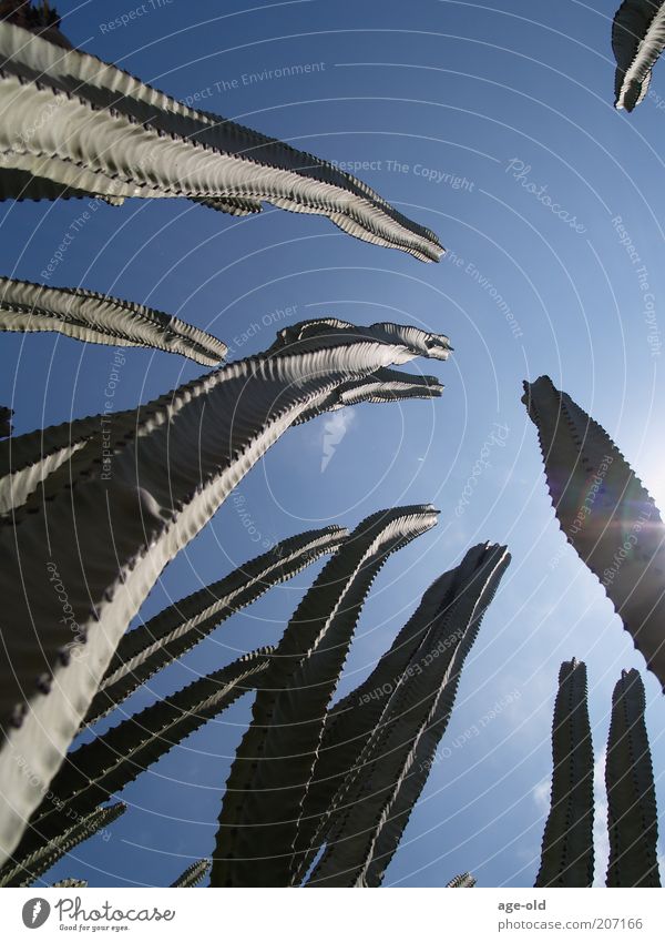 Schlangenbeschwörer Natur Pflanze Himmel Schönes Wetter exotisch Kaktus ästhetisch stachelig blau grün Kraft einzigartig Umwelt aufwärts Ziel