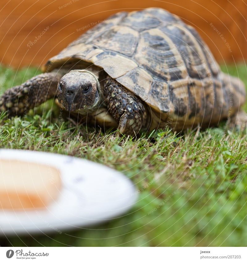 Das eigene Haus im Grünen Gras Tier Haustier Streichelzoo 1 alt Bewegung entdecken füttern Blick braun grün Schildkröte Schildkrötenpanzer Appetit & Hunger