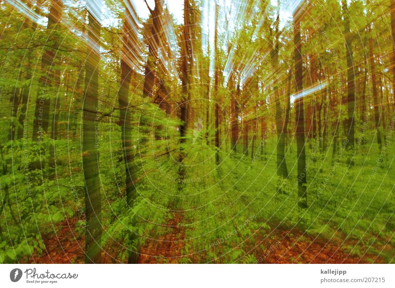 in brandenburg Umwelt Natur Landschaft Pflanze Erde Frühling Klima Baum Sträucher Moos Grünpflanze Wildpflanze Wald Bewegung Wachstum grün Farbfoto