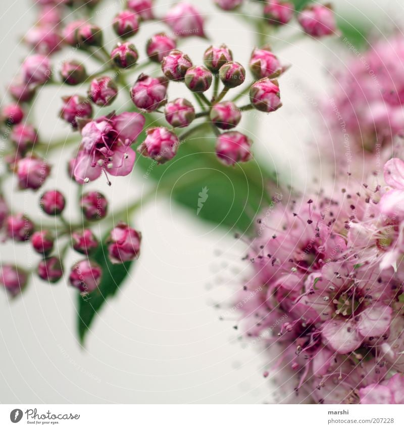 blühend Natur Frühling Sommer Pflanze Blume Sträucher Blüte grün rosa Blühend klein Blütenknospen weiß Farbfoto Unschärfe zierlich zart Blütenblatt