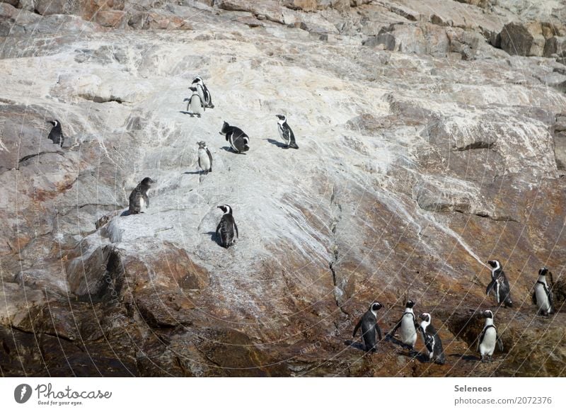 fast nicht mehr da Ferien & Urlaub & Reisen Ausflug Ferne Freiheit Umwelt Natur Hügel Felsen Meer Tier Wildtier Tiergesicht Flügel Pinguin Tiergruppe natürlich