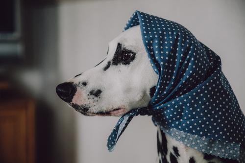 Komische alte Frau mit Kopftuch Tier Haustier Hund 1 beobachten Blick warten Coolness nerdig niedlich retro feminin vernünftig Weisheit Einsamkeit Erwartung