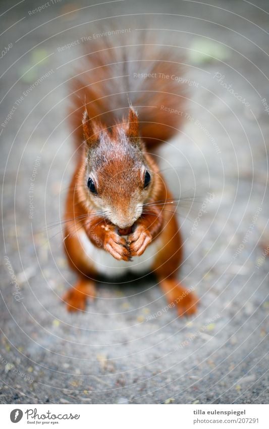 was süßes gefällig? Umwelt Natur Tier Wildtier Eichhörnchen Nagetiere 1 genießen authentisch ruhig Appetit & Hunger gefräßig Zufriedenheit lecker natürlich