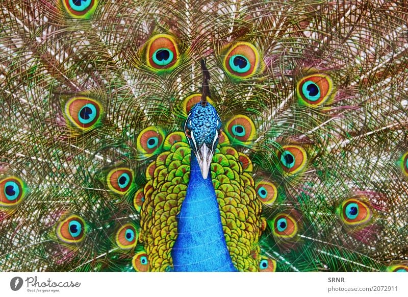 Porträt des Pfaus Natur Vogel wild Festakt Balz Balzritual verdecktes Federtier Vogelwelt verdeckte Federn extravaganter Schwanz Augenfleckschwanz Fauna