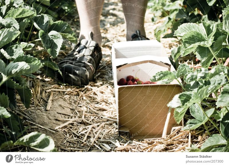 im Land der Erdbeeren maskulin Mann Erwachsene Beine Fuß 1 Mensch Umwelt Feld Erdbeerblüte Korb Sammlung pflücken Ernte Ackerbau Sommer Ernährung Schuhe