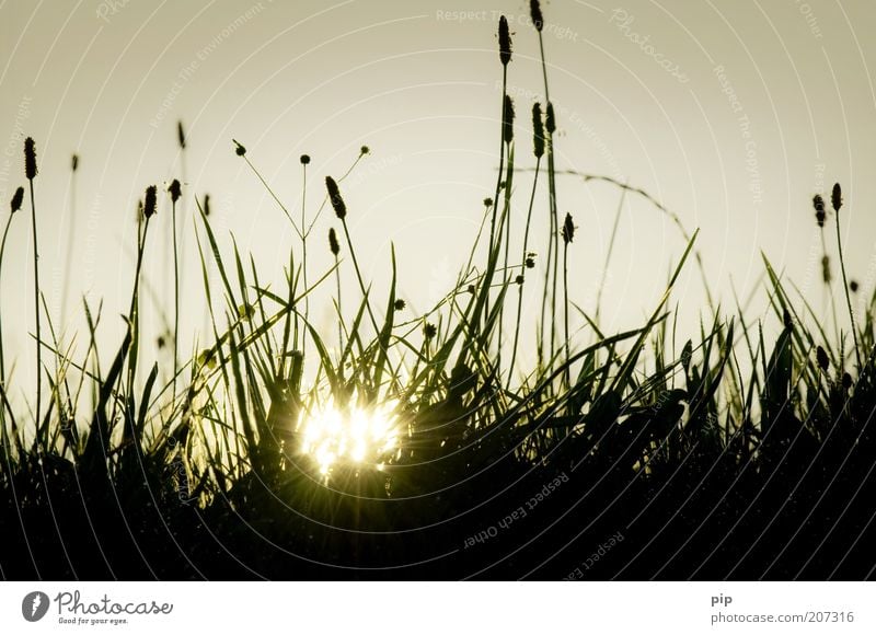sonnabend Natur Landschaft Pflanze Sonne Frühling Sommer Schönes Wetter Wärme Gras Spitzwegerich Wiese Weide Rasen Halm Stengel Blütenknospen Samen dunkel hell
