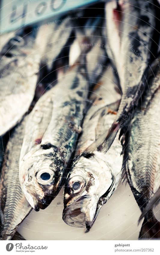o Lebensmittel Fisch Ernährung Tier glänzend grau schwarz Marktstand Fischauge Gedeckte Farben Innenaufnahme Menschenleer Tag Schwache Tiefenschärfe