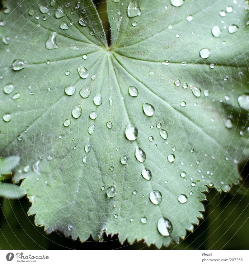 Regenzeit Umwelt Pflanze Wasser Wassertropfen Blatt nass natürlich Reinheit Wachstum Tropfen Tau Farbfoto Außenaufnahme Tag Blattadern Blattgrün Blattfaser