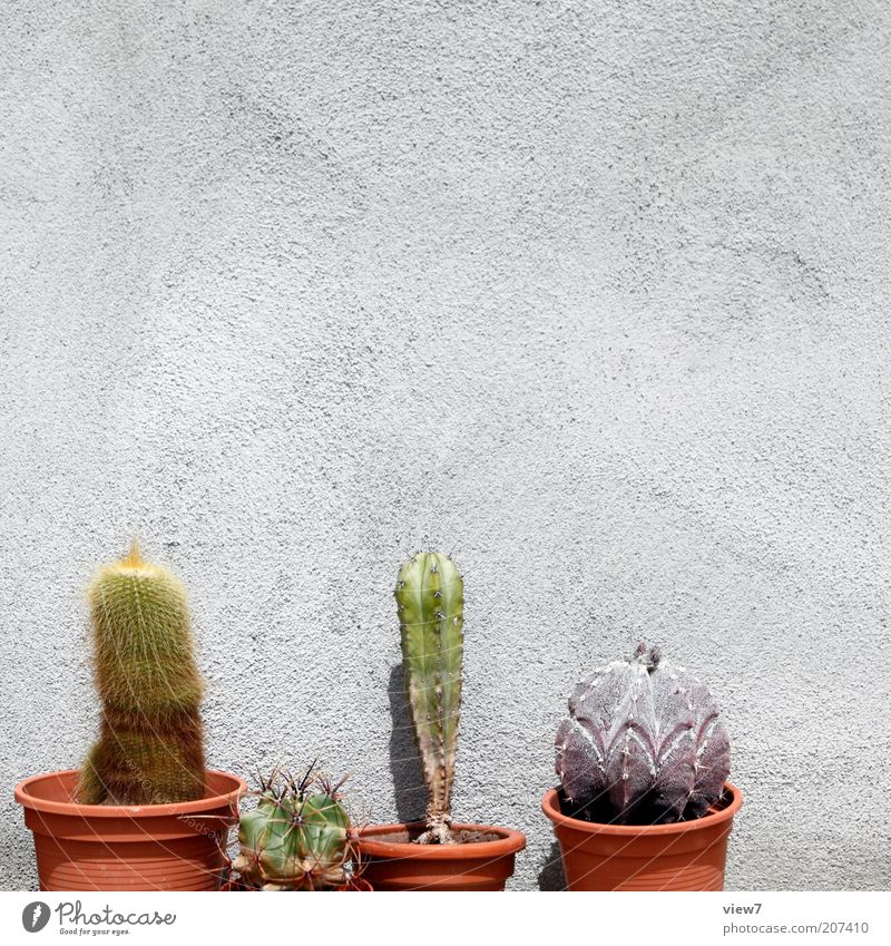 Kakteenzüchter N. Pflanze Kaktus Mauer Wand Fassade alt ästhetisch authentisch dünn einfach nachhaltig schön Blumentopf Farbfoto Außenaufnahme Nahaufnahme