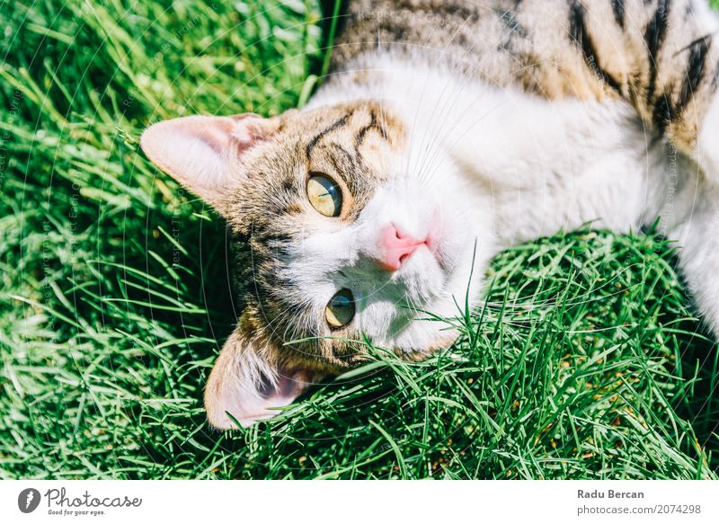 Porträt der netten inländischen Tabby-Katze, die im Gras spielt Sommer Garten Umwelt Natur Tier Park Wiese Haustier Tiergesicht 1 beobachten Kommunizieren