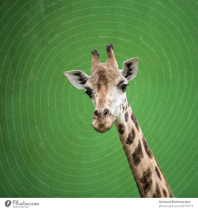 Hohes Tier Wildtier Giraffe 1 frech Wachsamkeit Neugier Höhenangst Gelassenheit Stolz Galerie Farbfoto Außenaufnahme Textfreiraum links Textfreiraum oben