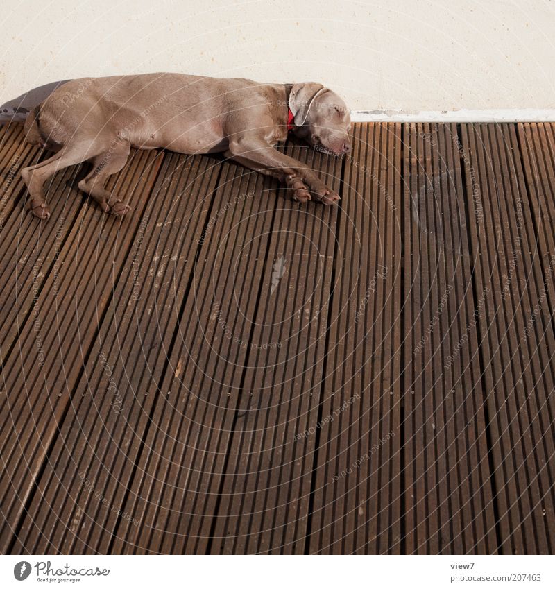 Sonntag Tier Haustier Hund 1 Holz liegen schlafen träumen Häusliches Leben ästhetisch dünn einfach braun Zufriedenheit Tierliebe Langeweile Müdigkeit