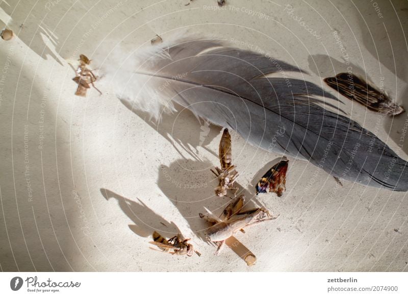 Tote Tiere Insekt Tod Wespen Libelle Schmetterling Feder Vogel Heimchen maulwurfsgrille Leben Lebenslauf Flügel ausgestorben Artenschutz Umweltschutz Licht