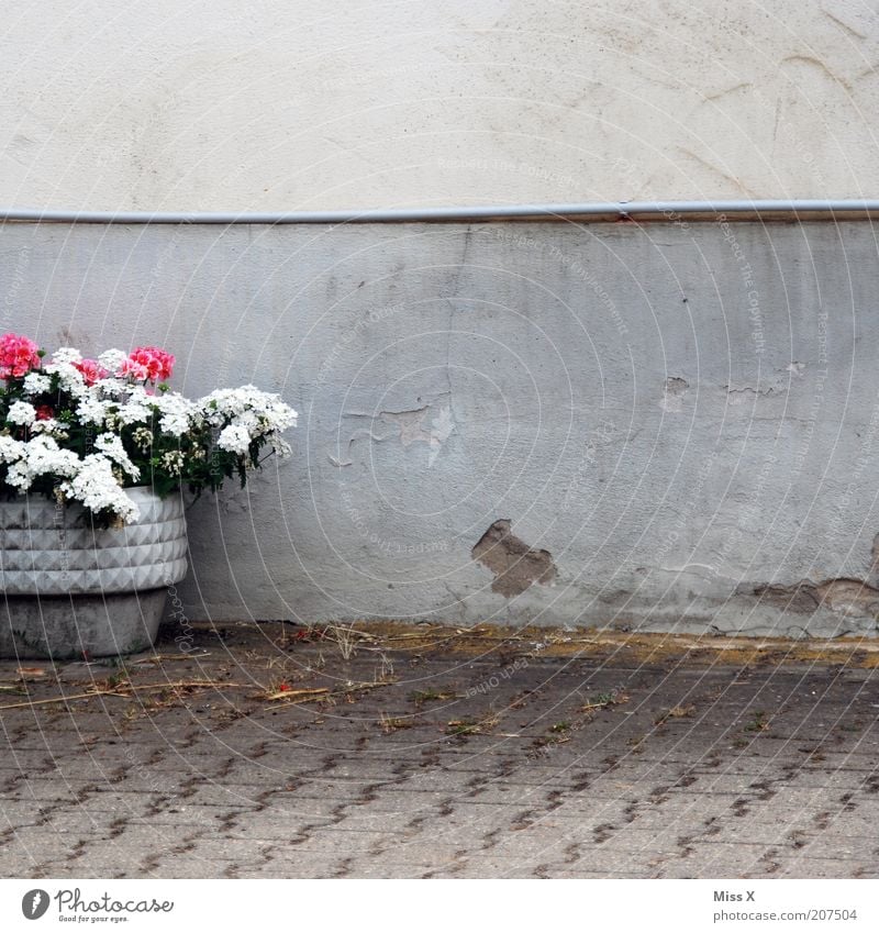 Kübel Dekoration & Verzierung Pflanze Blume Blüte Topfpflanze Blühend Wachstum trist Pelargonie Mauer Wand Farbfoto Außenaufnahme Textfreiraum rechts