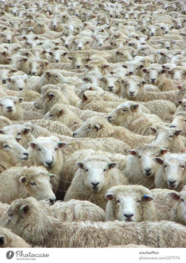 geMÄHcker Tier Nutztier Tiergesicht Fell Schaf Herde beobachten außergewöhnlich authentisch frech weich Einigkeit Tierliebe friedlich Gelassenheit ruhig Neugier