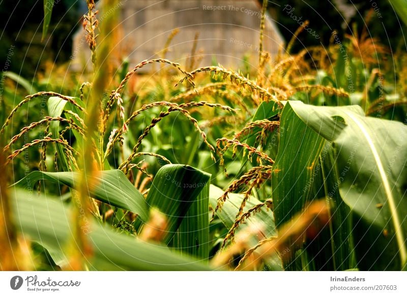 Maiskornfeld Getreide Sommer Natur Pflanze Blatt Nutzpflanze Menschenleer schön grün Leben Feld mehrfarbig Außenaufnahme Nahaufnahme Tag Schwache Tiefenschärfe