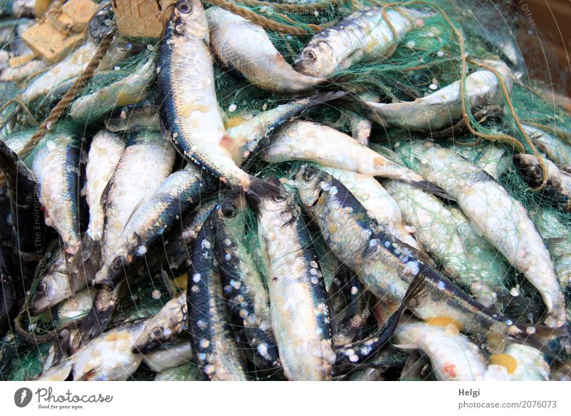 ganz frisch gefangen ... Lebensmittel Fisch Ernährung Ostsee Tier Hering Netz Fischernetz Kunststoff liegen authentisch Gesundheit einzigartig maritim blau grau