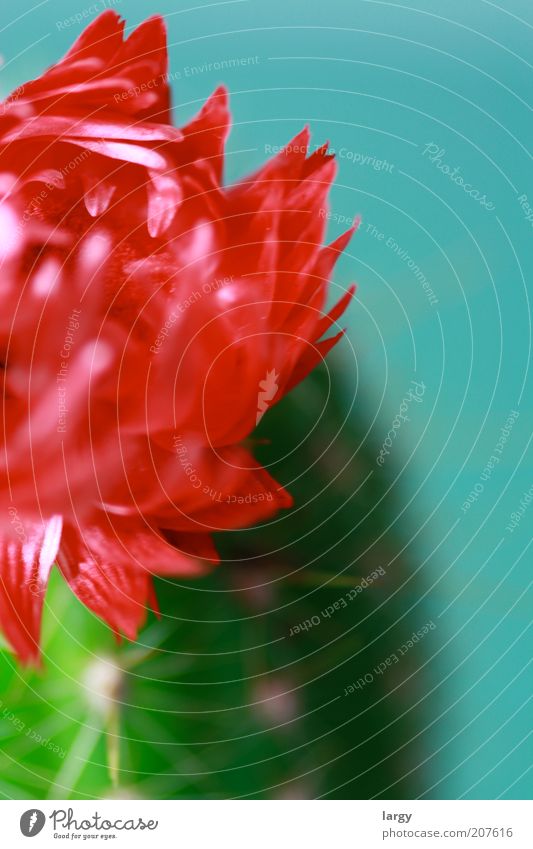 Schönheit eine Kaktus Pflanze Blühend ästhetisch Farbfoto Studioaufnahme Kunstlicht Blüte Kakteenblüte Nahaufnahme Detailaufnahme Bildausschnitt rot Blütenblatt
