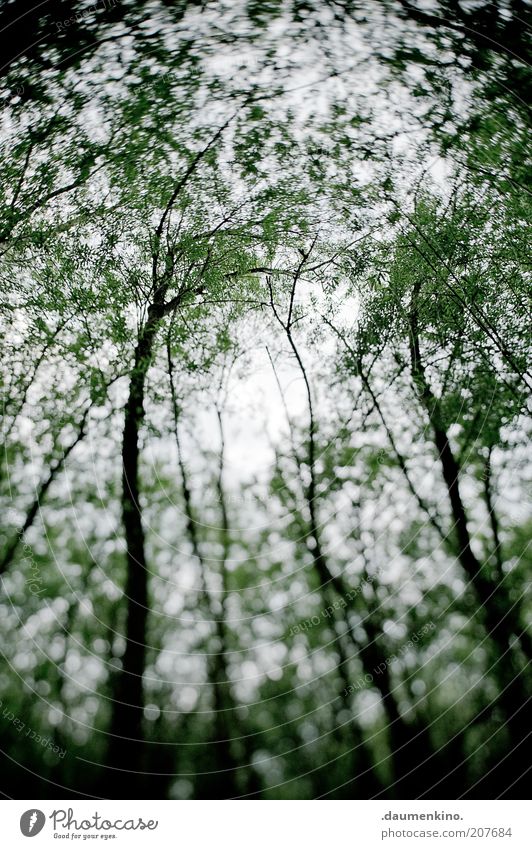 Delirium Umwelt Natur Landschaft Pflanze Himmel Baum Bewegung drehen bizarr Surrealismus Farbfoto Außenaufnahme Licht Schatten Unschärfe Wald Bewegungsunschärfe