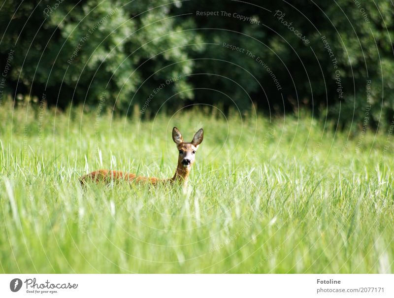 Bambi Umwelt Natur Landschaft Pflanze Tier Sommer Schönes Wetter Gras Wiese Wald Tiergesicht Fell 1 frei nah natürlich Neugier schön weich braun grün Reh