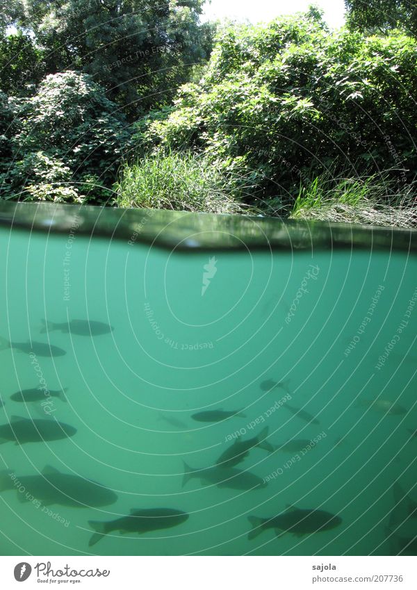 zwischenwelten Umwelt Natur Pflanze Tier Urelemente Wasser Sträucher Teich See Bach Wildtier Fisch Schwarm grün wasserspiegel fischgründe türkis Farbfoto