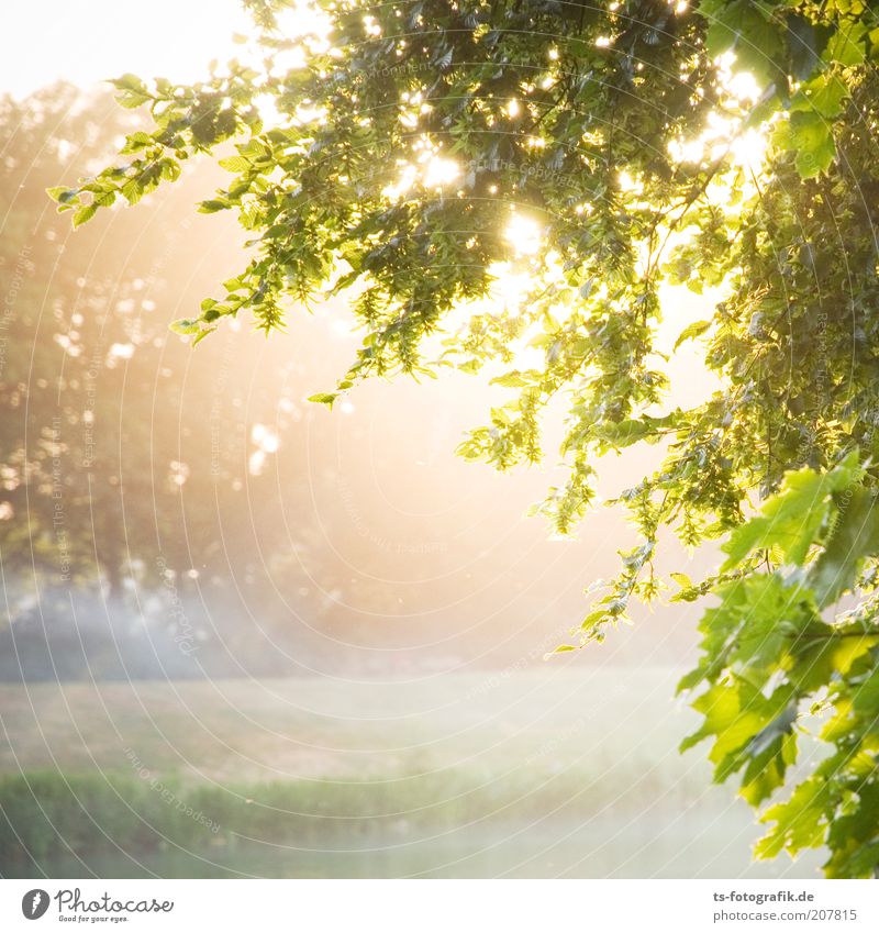 Sonnenflecken Umwelt Natur Landschaft Pflanze Sonnenaufgang Sonnenuntergang Sonnenlicht Wetter Schönes Wetter Nebel Baum Sträucher Blatt Grünpflanze Wiese